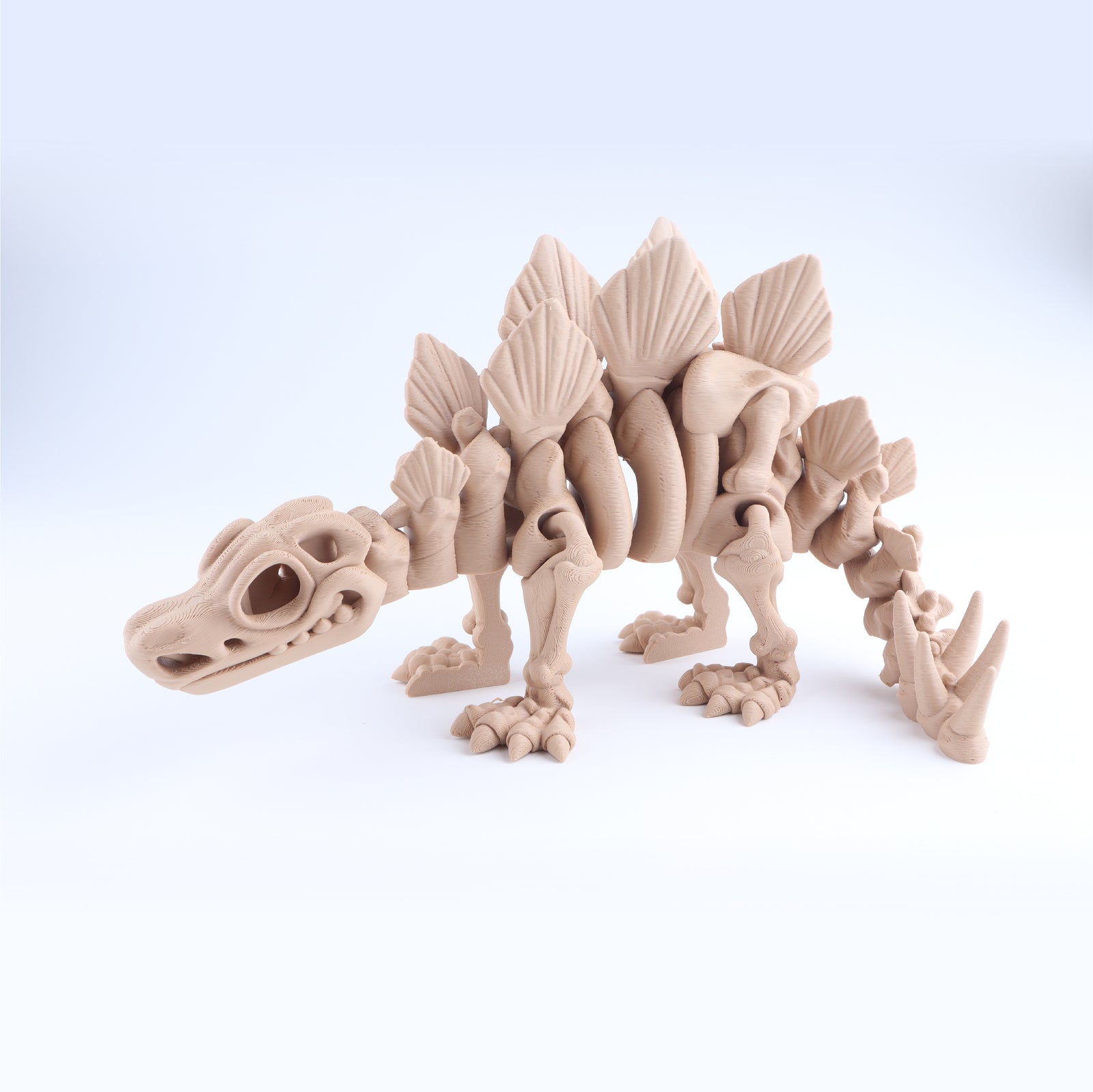 Stegosaurus Skeleton